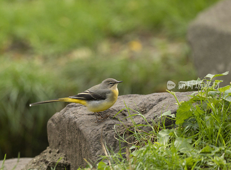 Grey Wagtail, Motacilla cinerea，站在岩石上